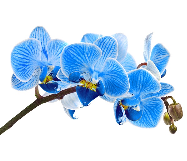 Орхидея - отдушка косметическая, 10 гр.